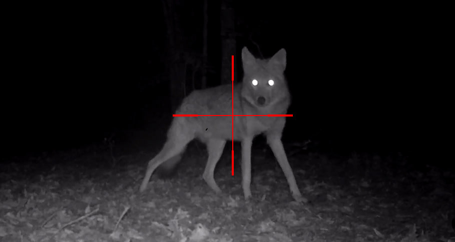 Head-to-Head: The Best Thermal Scopes for Coyote Hunting